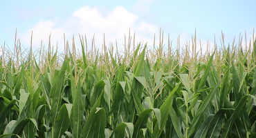 Corn is America’s Largest Crop in 2019