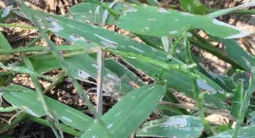 Forage producers fight weather, pests for crop