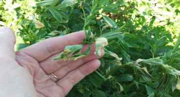 Adding Alfalfa to Corn-Soybean Rotation can Increase Profit, Reduce Nitrate Leaching