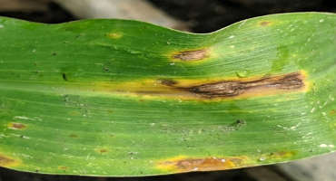 Is a Fungicide Needed for Developing Corn Diseases?