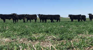 Iowa State Researchers Show Cover Crops’ Value as Cattle Feed