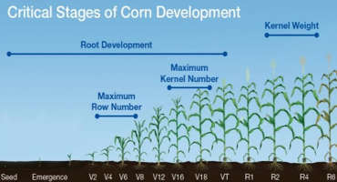 Corn Growth & Development – VT – Tasseling