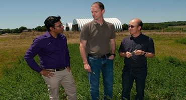 K-State researchers land $500K grant to study alfalfa