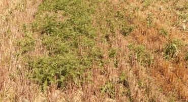 Weed Control Issues in August
