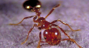 Protecting Penned Animals from Fire Ants