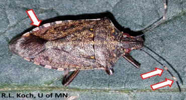 Be on the lookout for brown marmorated stink bug in soybean in southeast Minnesota