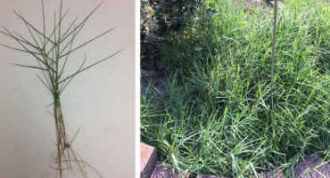 Torpedograss Slowly Attacking the Panhandle