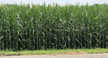 Are Crops Catching Up?