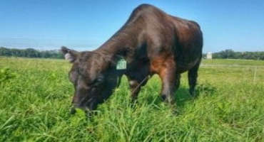 Preventing Pasture Damage During Prolonged Periods of Wet Weather