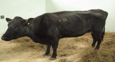 Johne’s Disease and Detection in Beef Cattle – Part I, Frequently Asked Questions