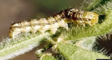 Special Alert: Growers Need To Scout For Soybean Podworms And Sorghum Headworms