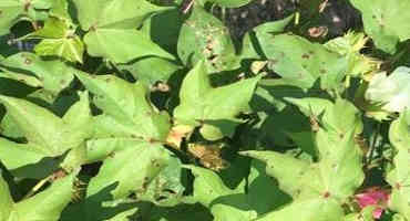 Cotton Cercospora Leaf Spot Observed Across NC