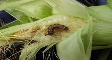 High Insect Pressure For Silking Corn