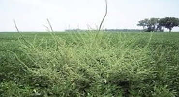 No Pigweed Left Behind – Late-Season Scouting for Palmer Amaranth and Waterhemp