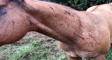 Horse fly population higher than normal, hard to control
