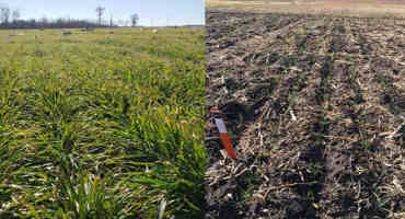 Overview of the 2019 Kansas Wheat Growing Season