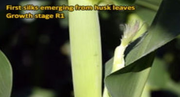 Corn Growth & Development – R1 Silking