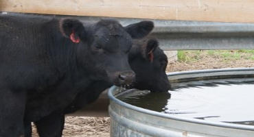Late August Heat Is Reminder to Keep Livestock Cool
