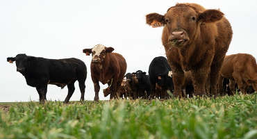 Cattle markets, wheat planting on beef producer minds for fall