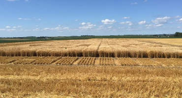 A Review of the 2018-19 Eastern Nebraska Winter Wheat Growing Season