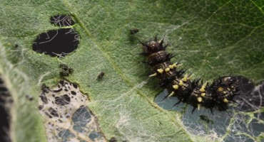 Defoliating insects still making their presence known in Minnesota soybean