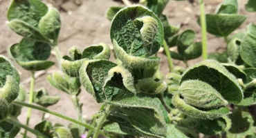 Dicamba Off-Target Injury Continues in 2019 in Nebraska