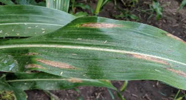 Northern Corn Leaf Blight Developing in Corn
