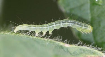 Green Cloverworms Causing Defoliation in Soybean