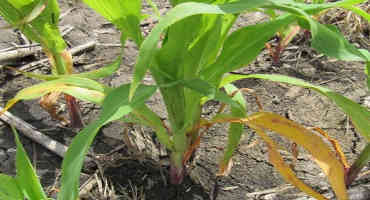 Eight species of fungus cause root rot in South Dakota corn