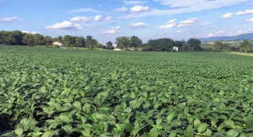 Maturing Soybean Defoliation and Insect Feeding: How Much Matters?