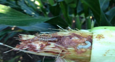 Corn Earworm in Field Corn; Watch for Molds