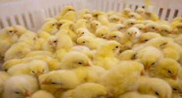 Antimicrobial Use in Poultry Production in Steep Decline