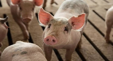 Chinese Demand for Pork Rises with African Swine Fever, but U.S. Not a Major Supplier