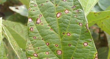 Frogeye Leaf Spot - Is It Worth Spraying in 2019?