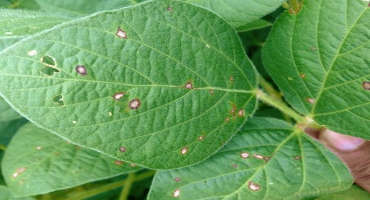 Frogeye Leaf Spot Developing in Soybeans