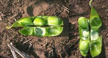 Estimating soybean yield potential