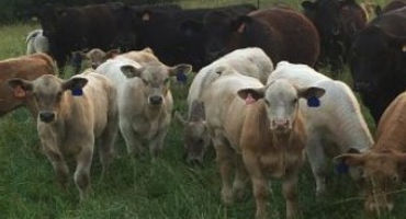 Adding Value to Your Feeder Calves This Fall