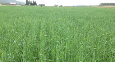 Managing Double Cropped Winter Annual Small Grains and Corn Silage