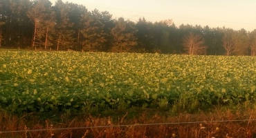 Now is the time to plant fall cover crops for grazing
