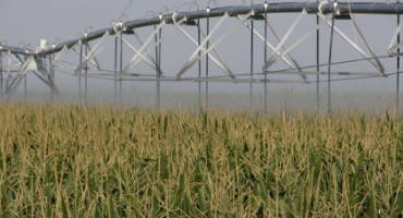 Scheduling the Last Irrigations in a Year with Delayed Crop Maturity