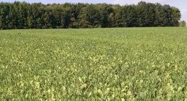 Cover crop recipes: Post wheat, use oats and radish mix