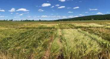 USDA NASS to Survey Pennsylvania Small Grain Producers