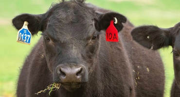 One Perspective on Animal ID and the Moving of the Cattle Industry Toward Electronic Ear Tags