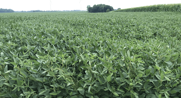 New yield predictions for Ont. corn and soybeans