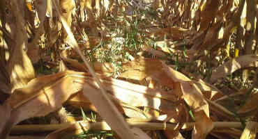 Cereal Rye Cover Crop Between Corn and Soybean