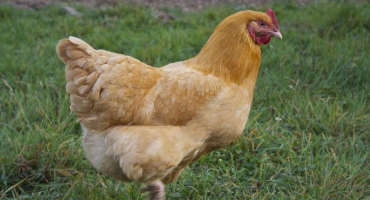 Poultry Pestilence Prompts Vigilance in Bay Area