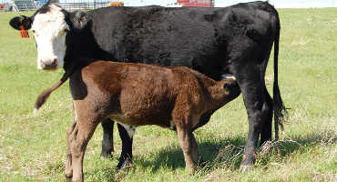Biosecurity can keep beef cattle operations disease-free
