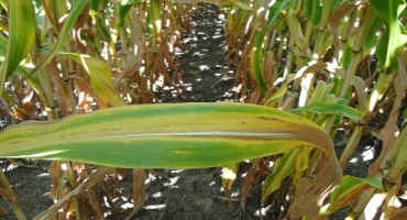 Late-season nitrogen deficiency in corn: What you need to know