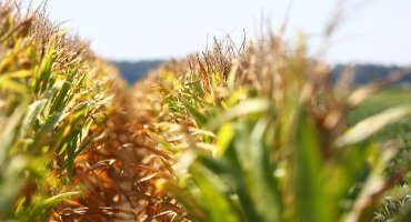 What does Arkansas corn harvest hold in store?