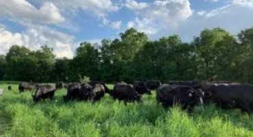 Reconnecting Cattle and Quail